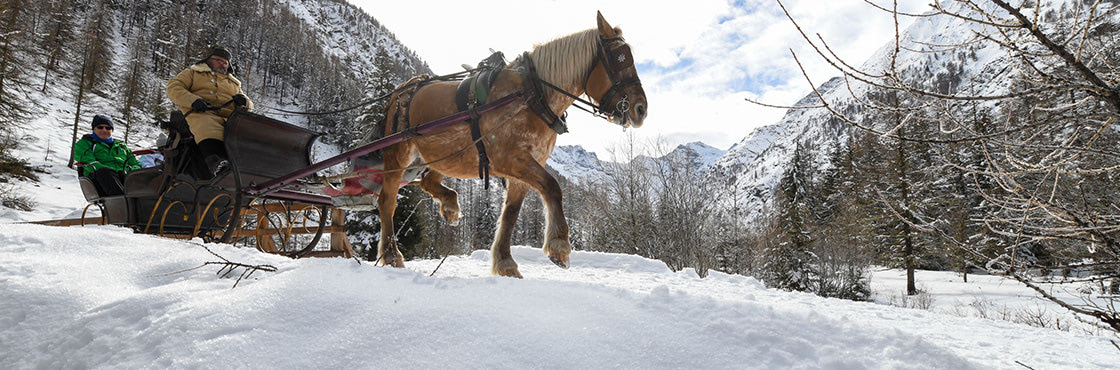 Passeggiata in slitta trainata da cavallo