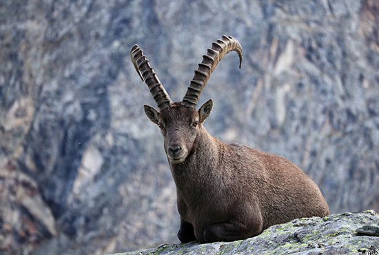 Parco Nazionale del Gran Paradiso